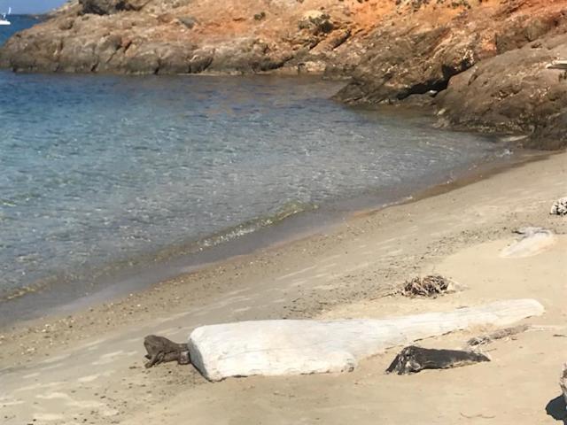Ma Cabane De Pecheur Pieds Dans L'Eau - Lit Queen Size Saint-Mandrier-sur-Mer Dış mekan fotoğraf